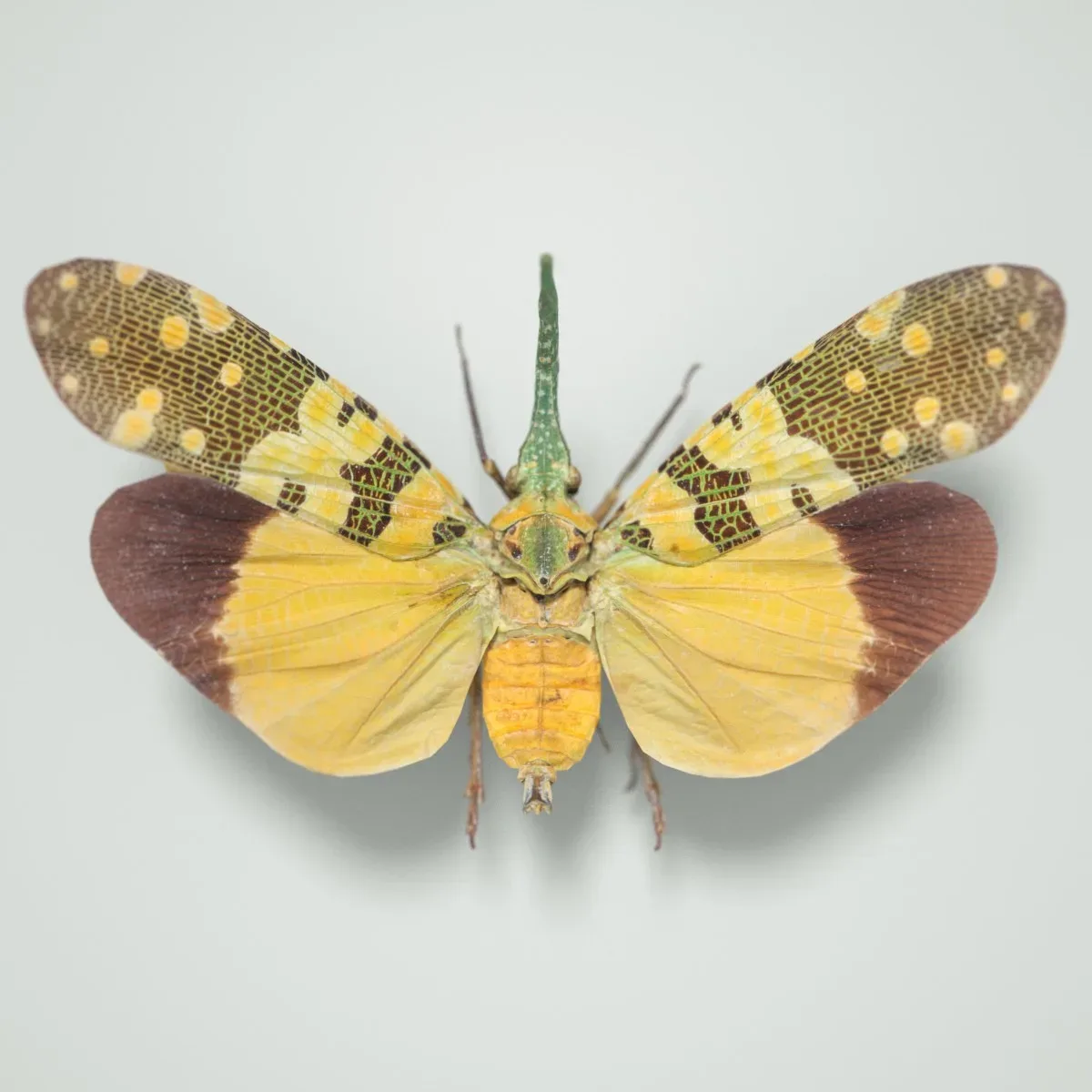 15 3D Scanned Cicadas Insect Collection