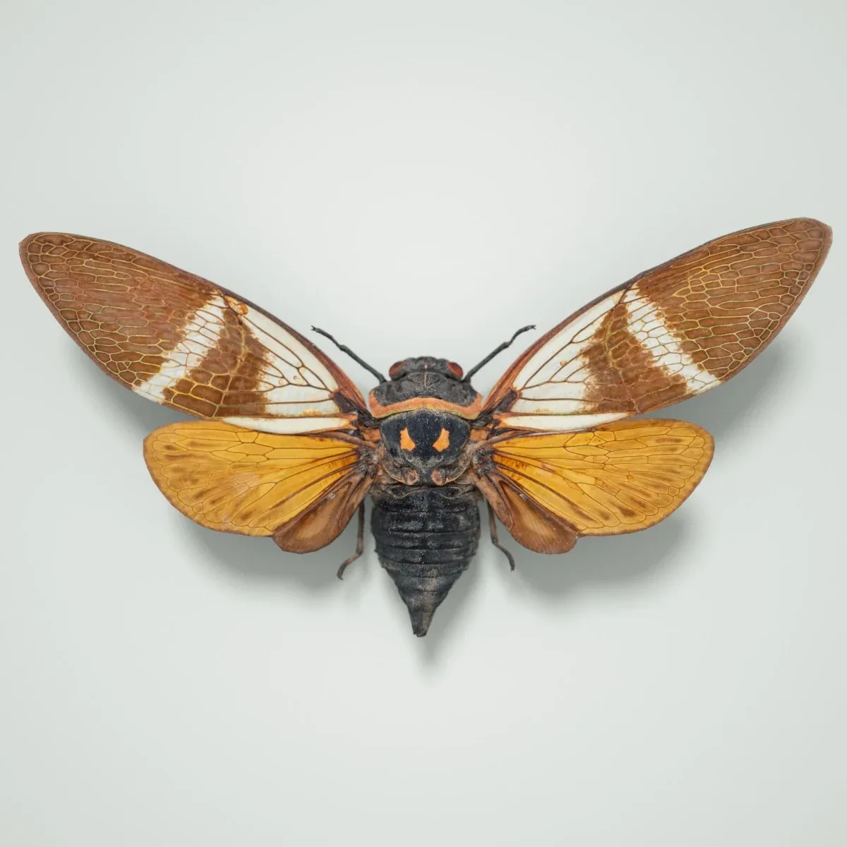 15 3D Scanned Cicadas Insect Collection