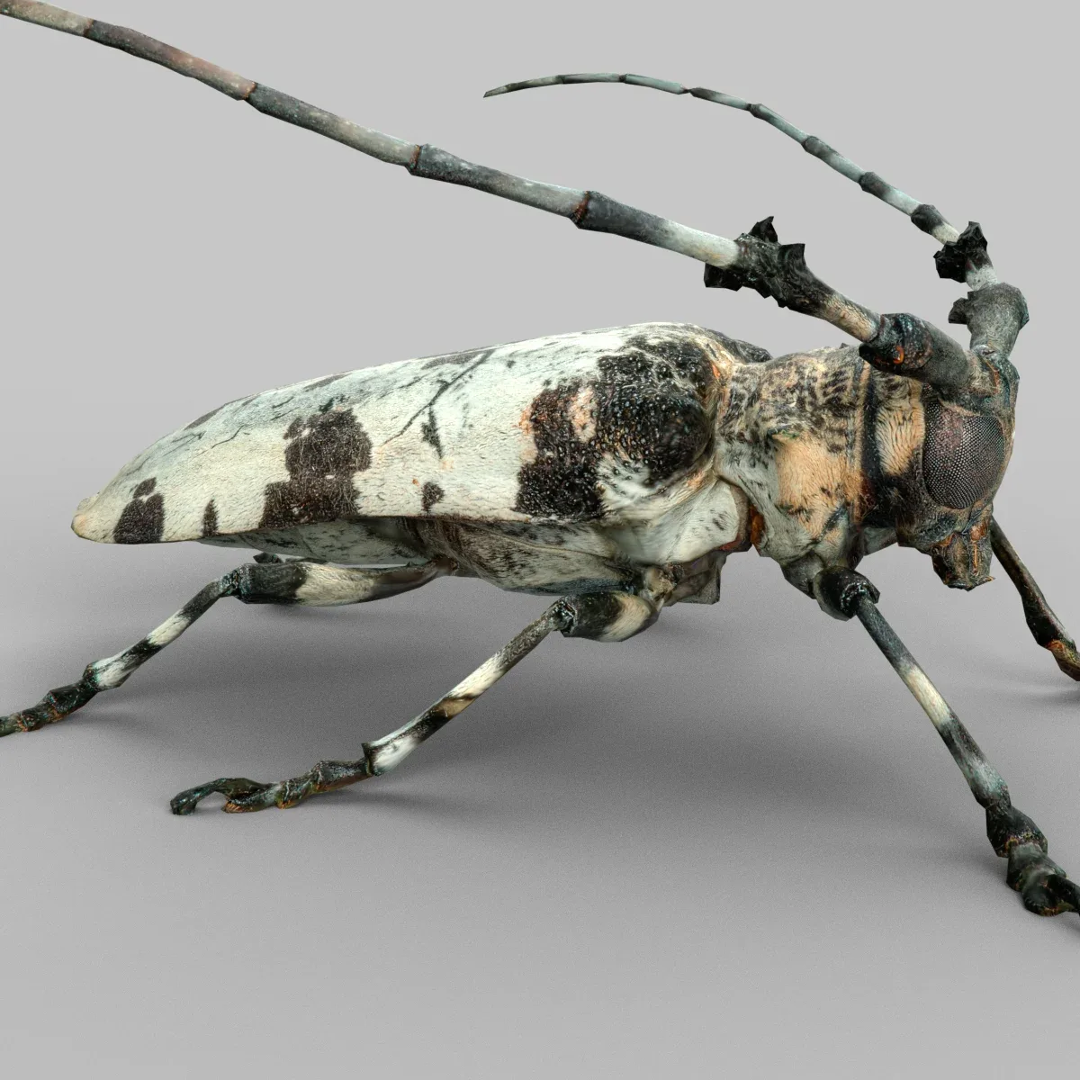 Boktor Insect