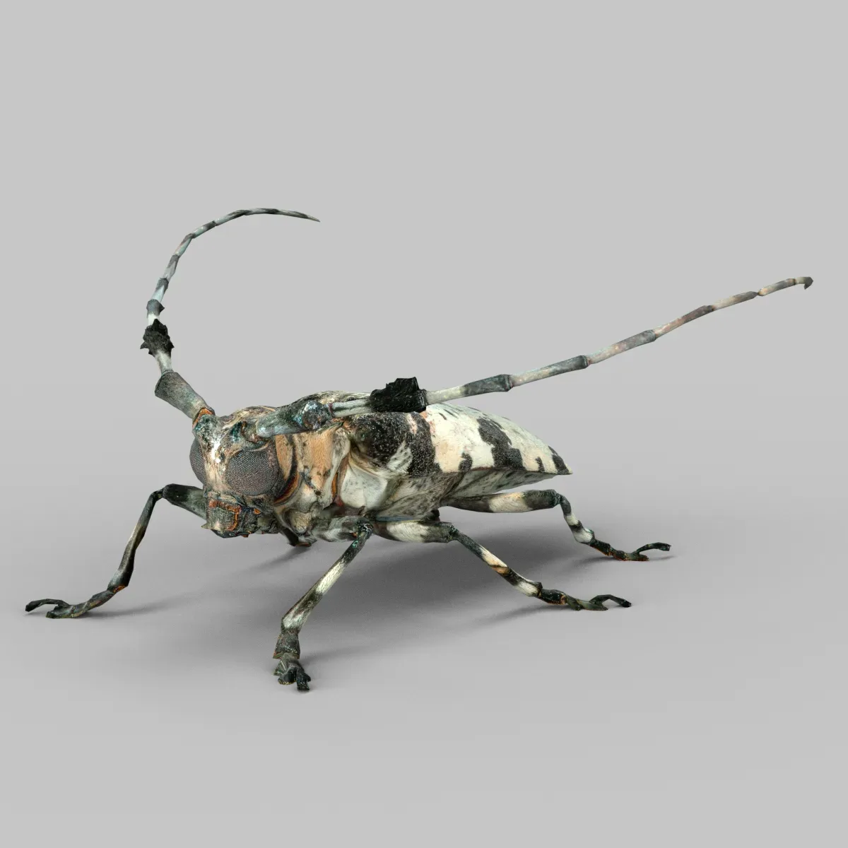 Boktor Insect