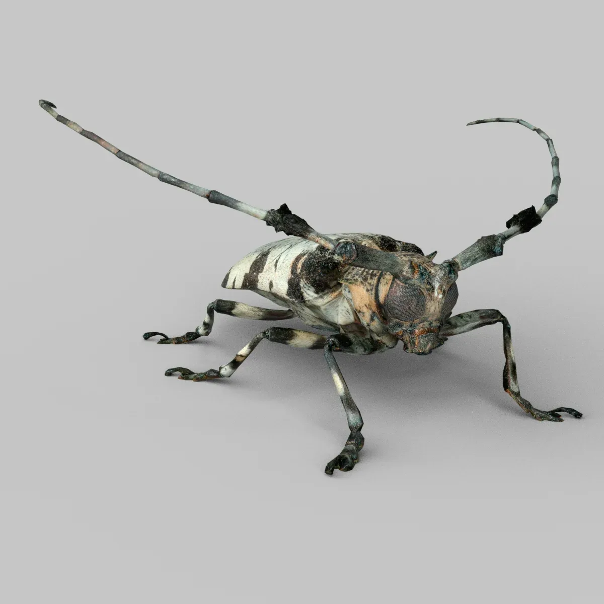 Boktor Insect