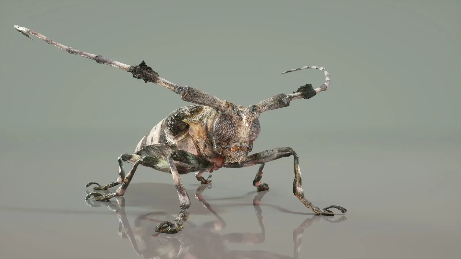 Boktor Insect