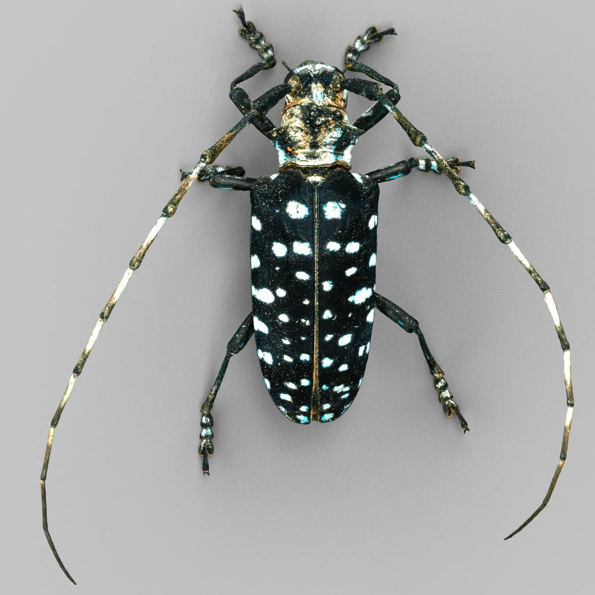 Calloplophora Sollii Insect