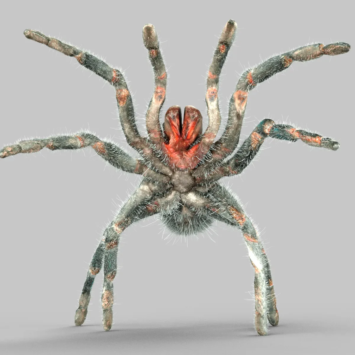 Opelma Minax Tarantula Spider Insect