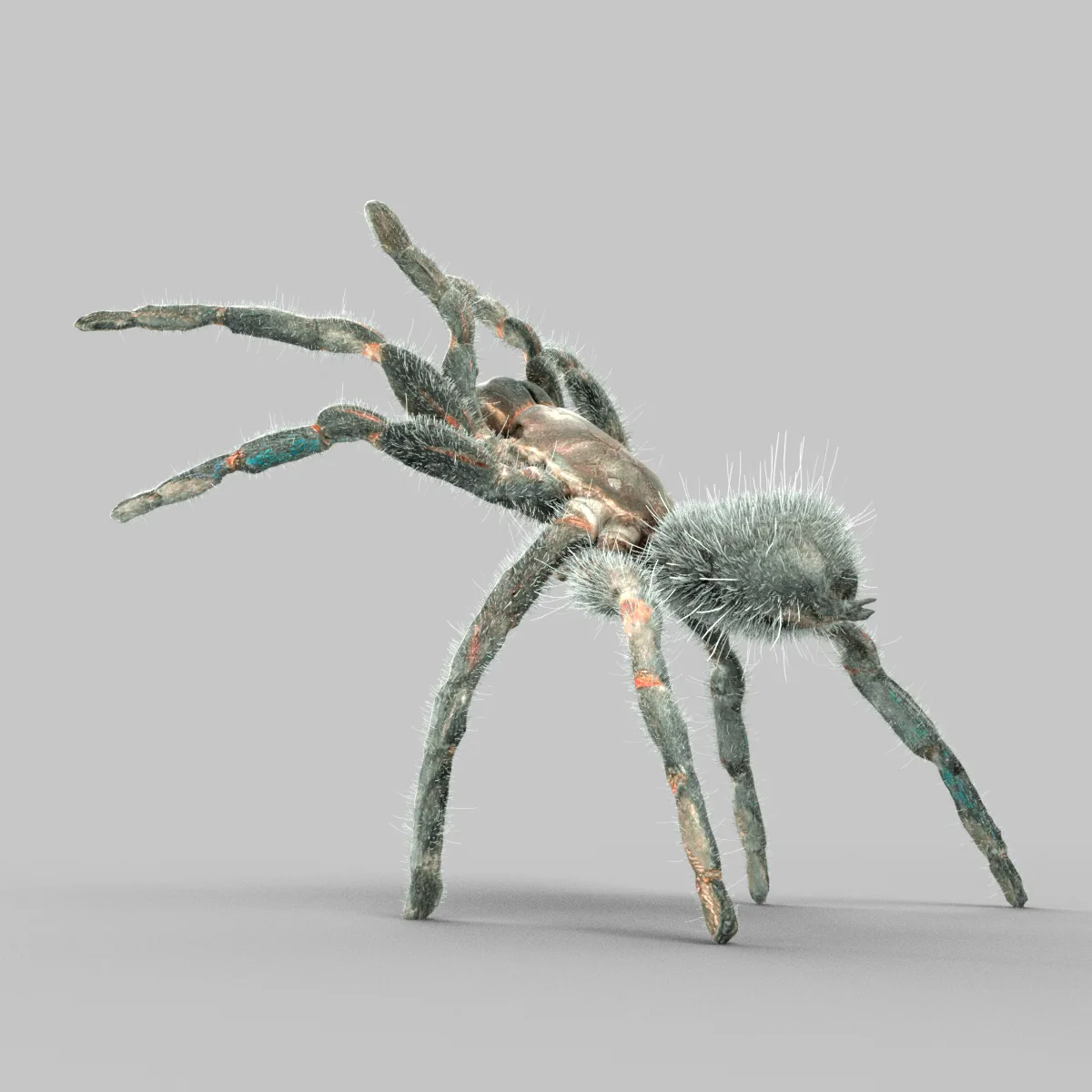 Opelma Minax Tarantula Spider Insect