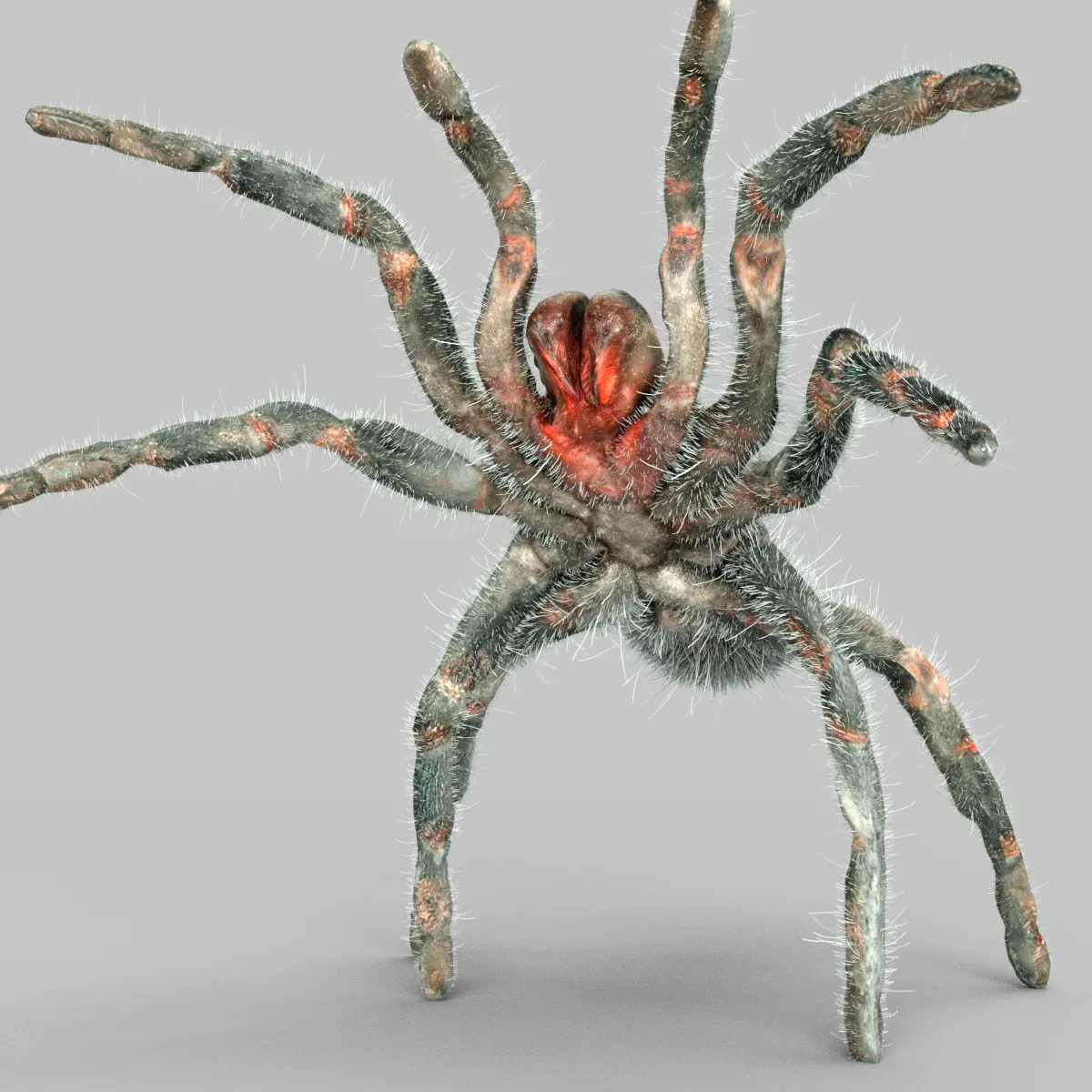 Opelma Minax Tarantula Spider Insect