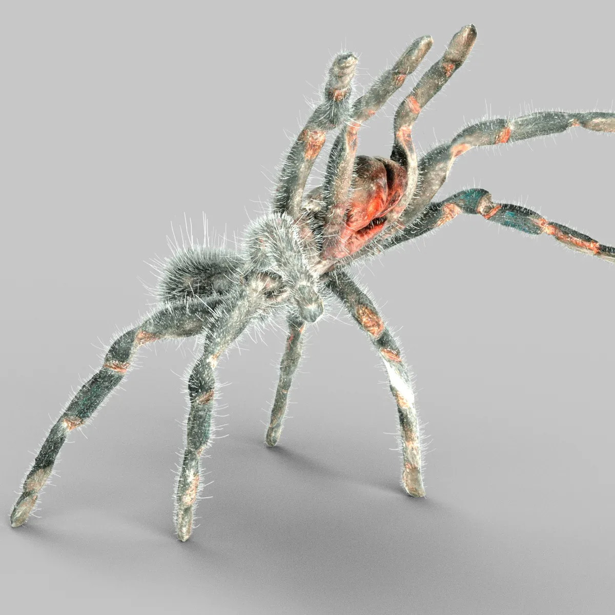 Opelma Minax Tarantula Spider Insect