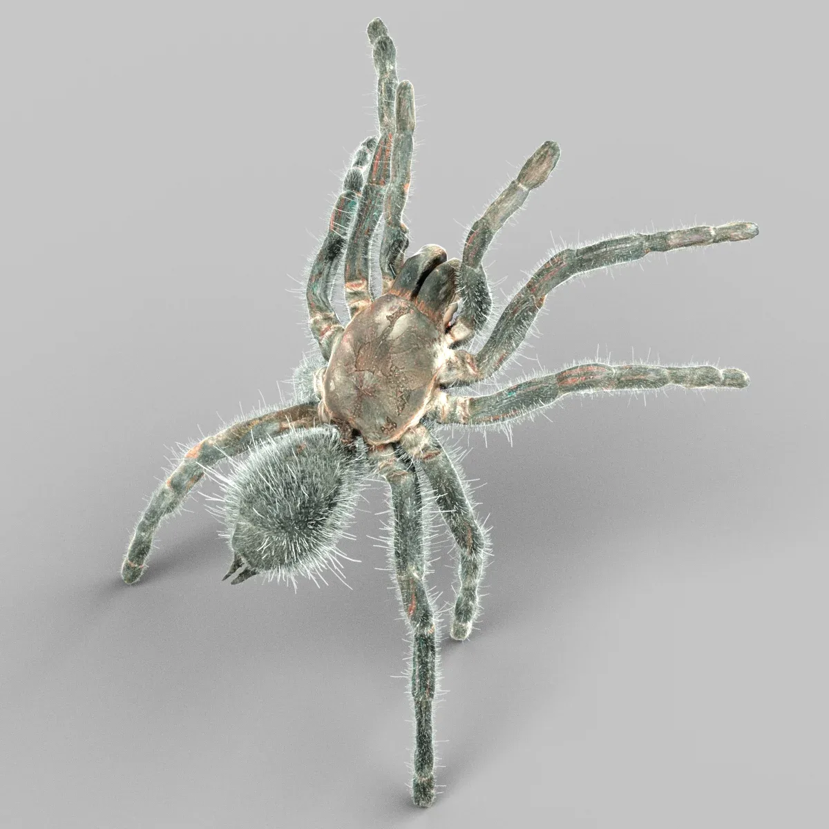 Opelma Minax Tarantula Spider Insect