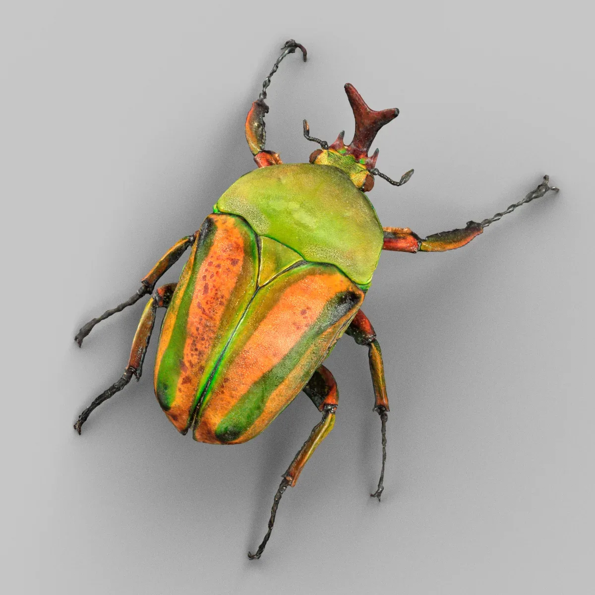 Rozenkever Phyllopertha horticola L Beetle Insect