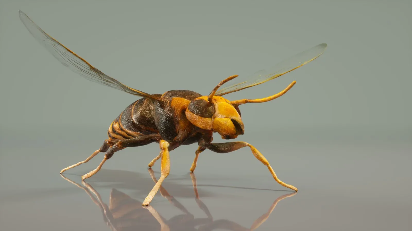 Vespa Velutina Variana Wasp Insect