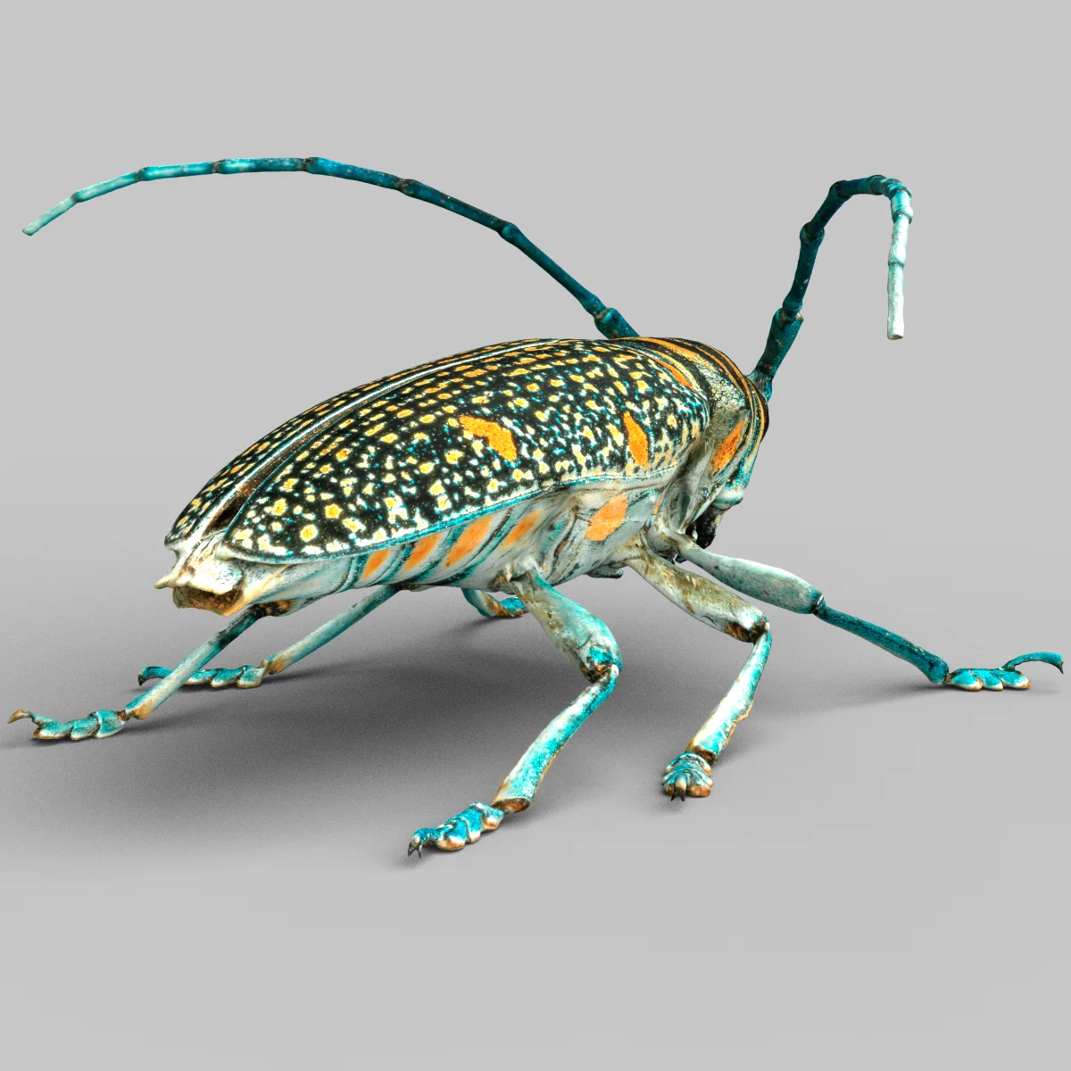 Zographus Regalis Centralis Insect