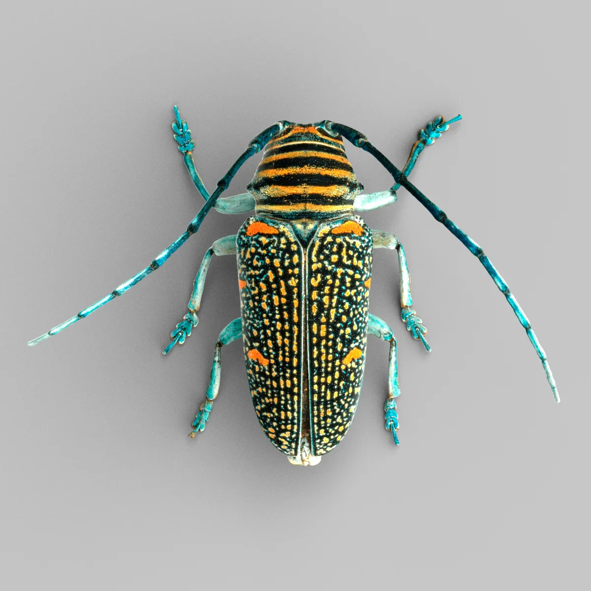 Zographus Regalis Centralis Insect