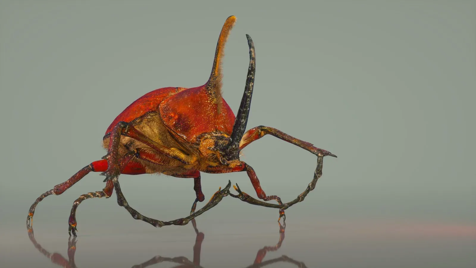 9 Incredible insects Master Collection