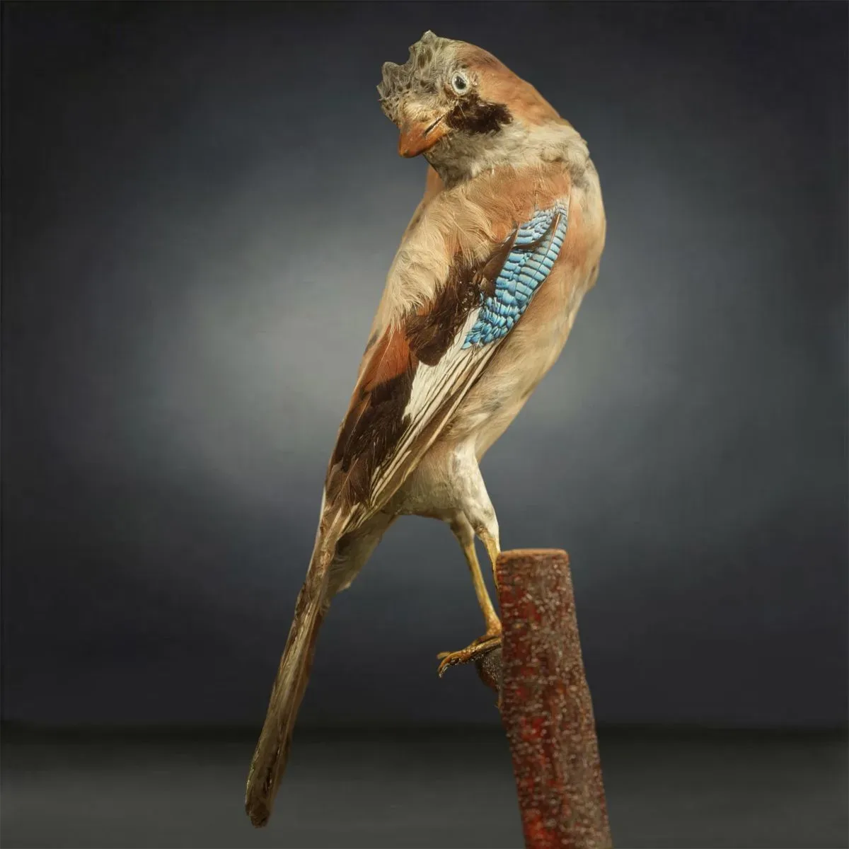 9 Realistic 3D Scanned Birds for Virtual Museums, VR, and Art Projects Collection Volume 2
