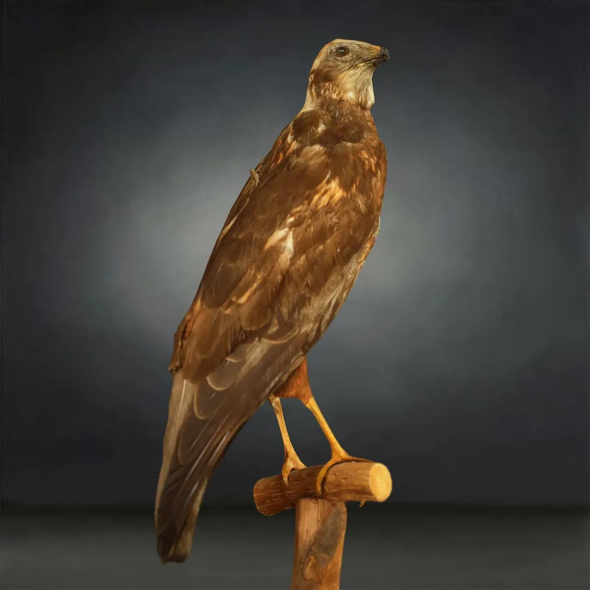 9 Realistic 3D Scanned Birds for Virtual Museums, VR, and Art Projects Collection Volume 2
