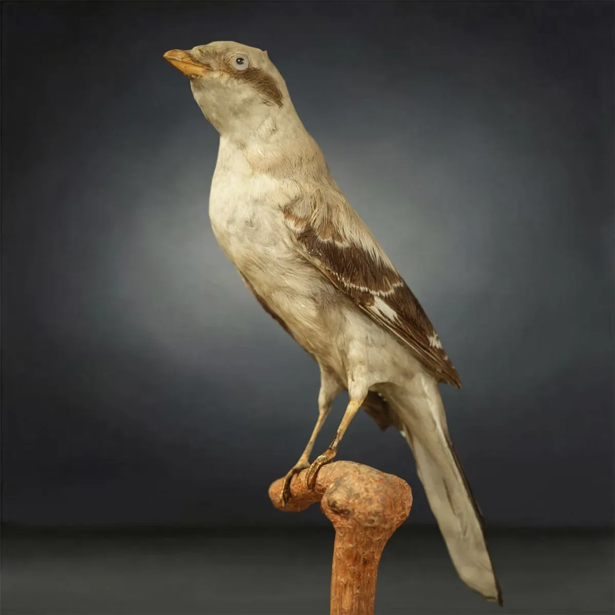 9 Realistic 3D Scanned Birds for Virtual Museums, VR, and Art Projects Collection Volume 2