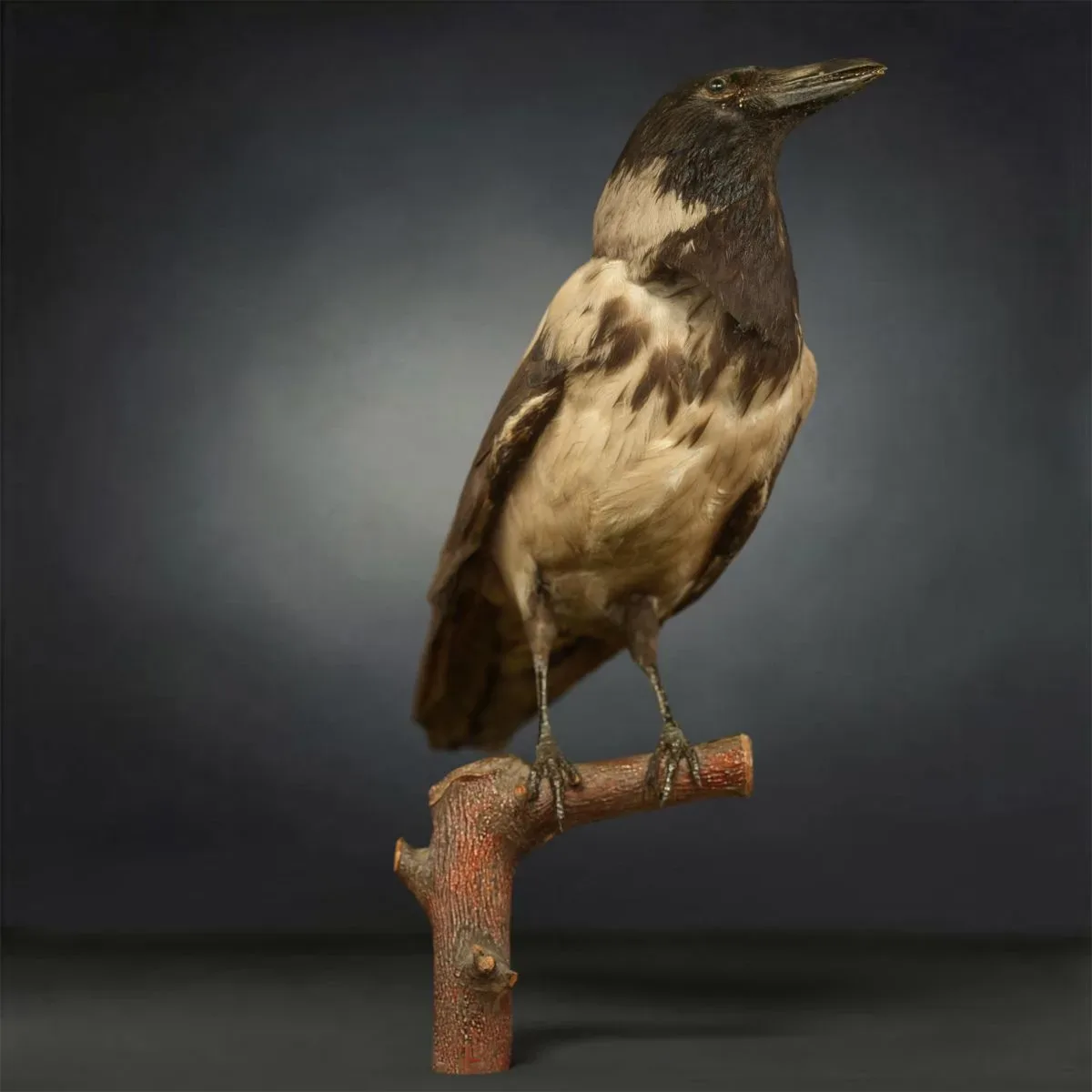 9 Realistic 3D Scanned Birds for Virtual Museums, VR, and Art Projects Collection Volume 2