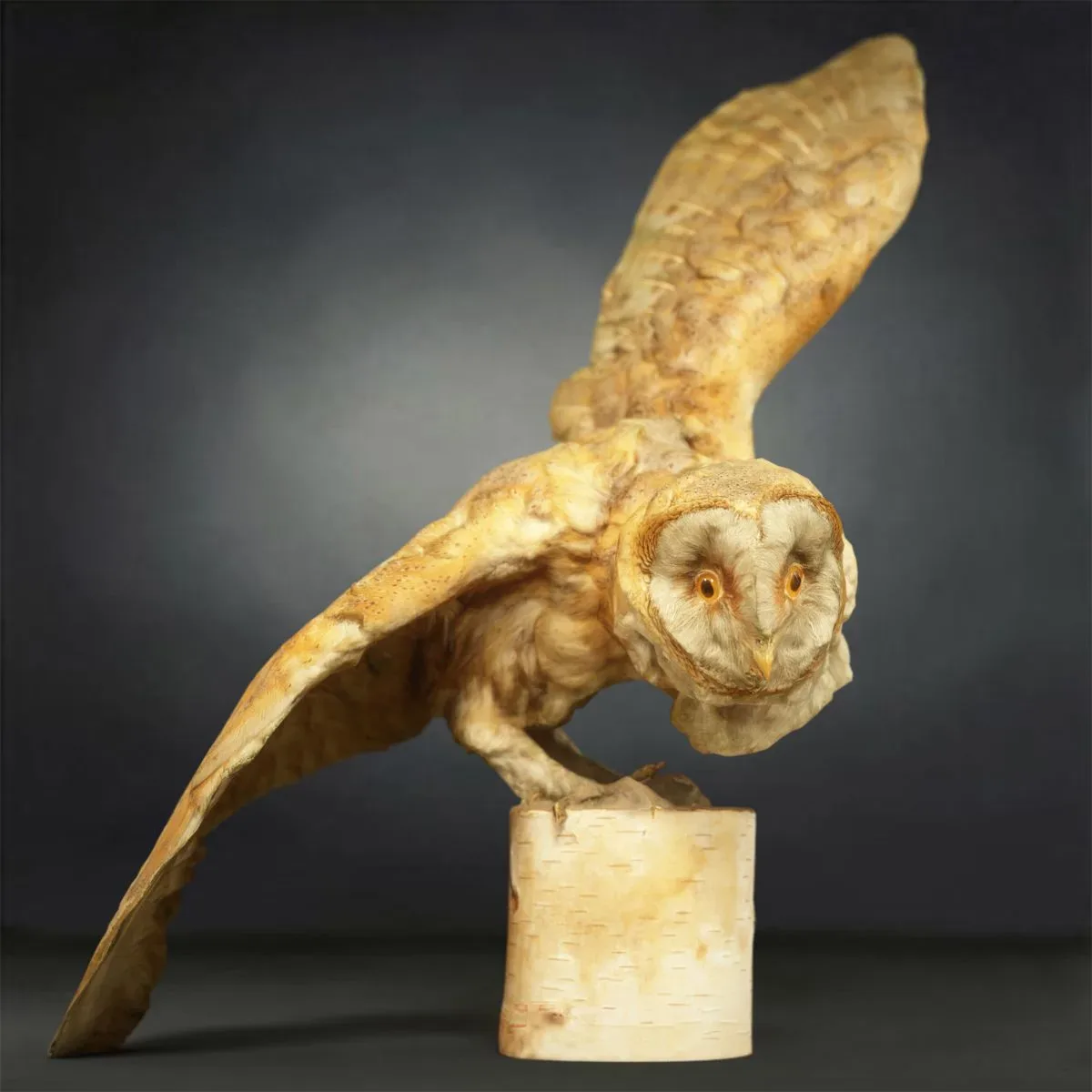 9 Realistic 3D Scanned Birds for Virtual Museums, VR, and Art Projects Collection Volume 2