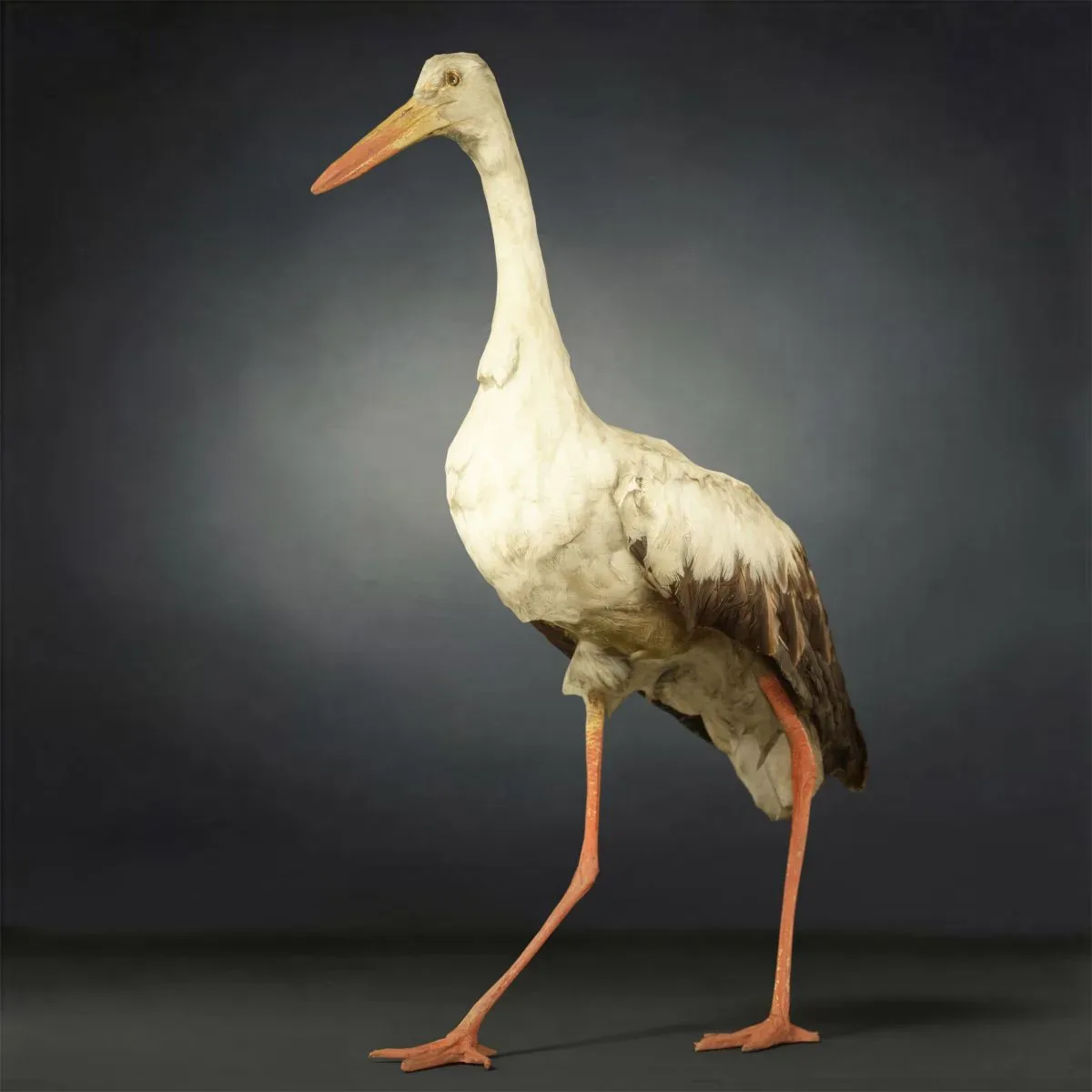 9 Realistic 3D Scanned Birds for Virtual Museums, VR, and Art Projects Collection Volume 2
