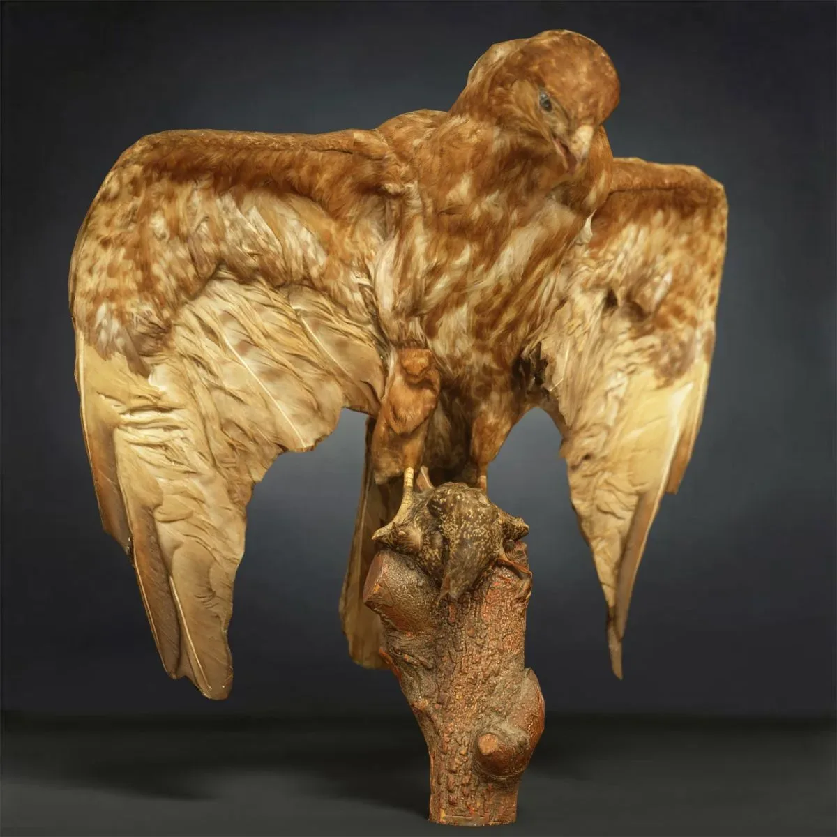 9 Realistic 3D Scanned Birds for Virtual Museums, VR, and Art Projects Collection Volume 2