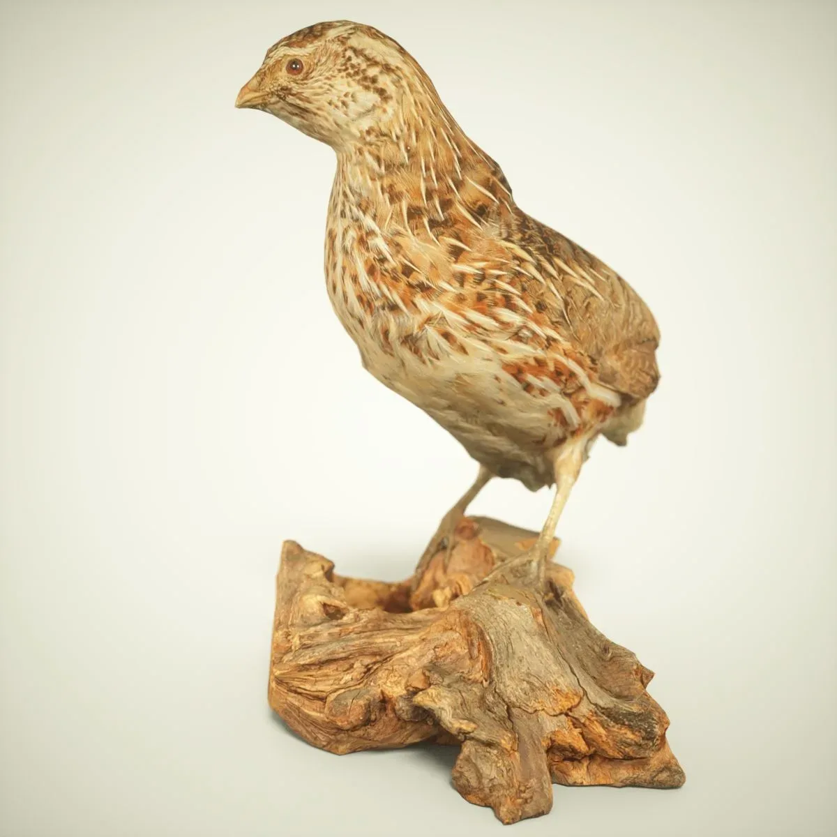 9 Realistic 3D Scanned Birds for Virtual Museums, VR, and Art Projects Collection Volume 2