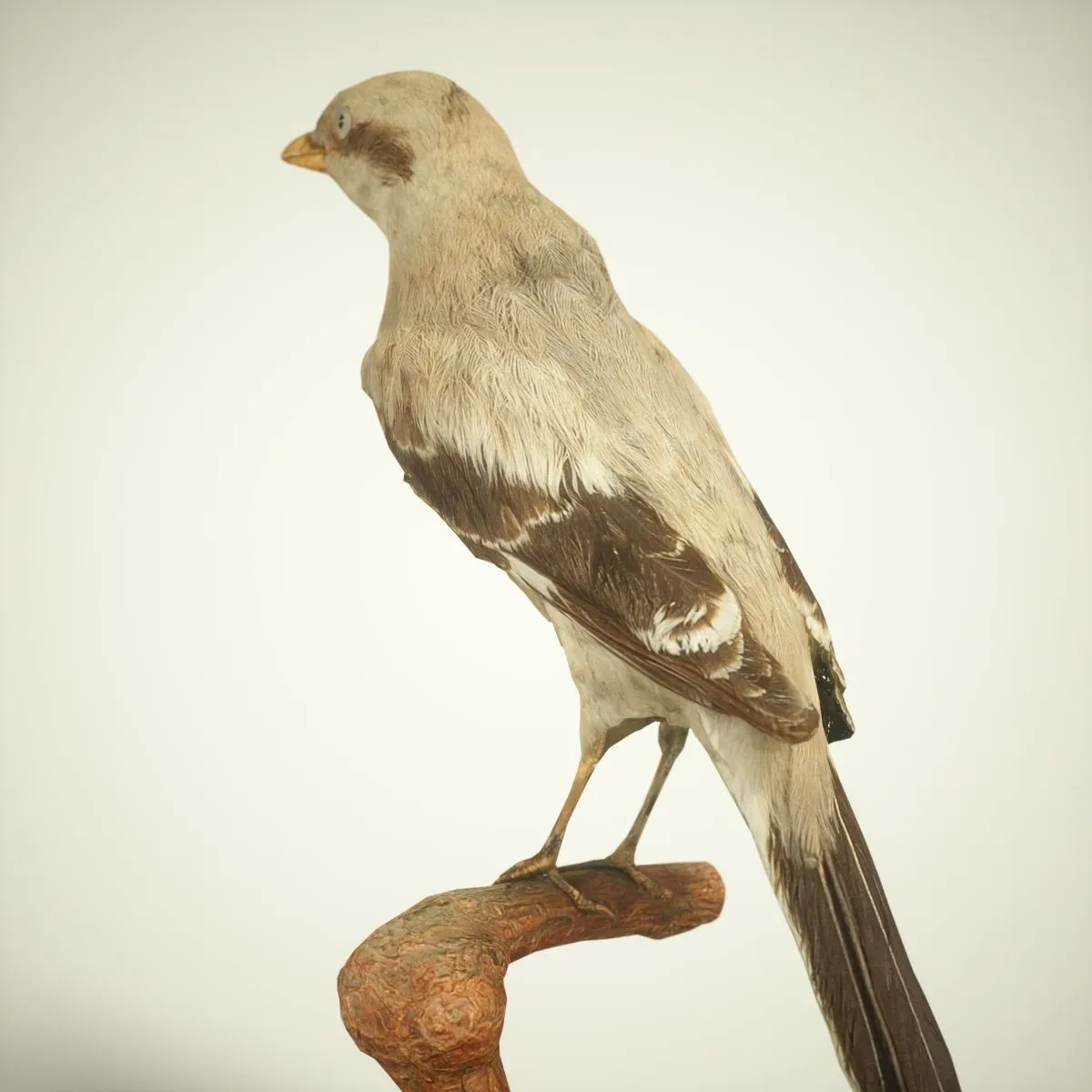 9 Realistic 3D Scanned Birds for Virtual Museums, VR, and Art Projects Collection Volume 2