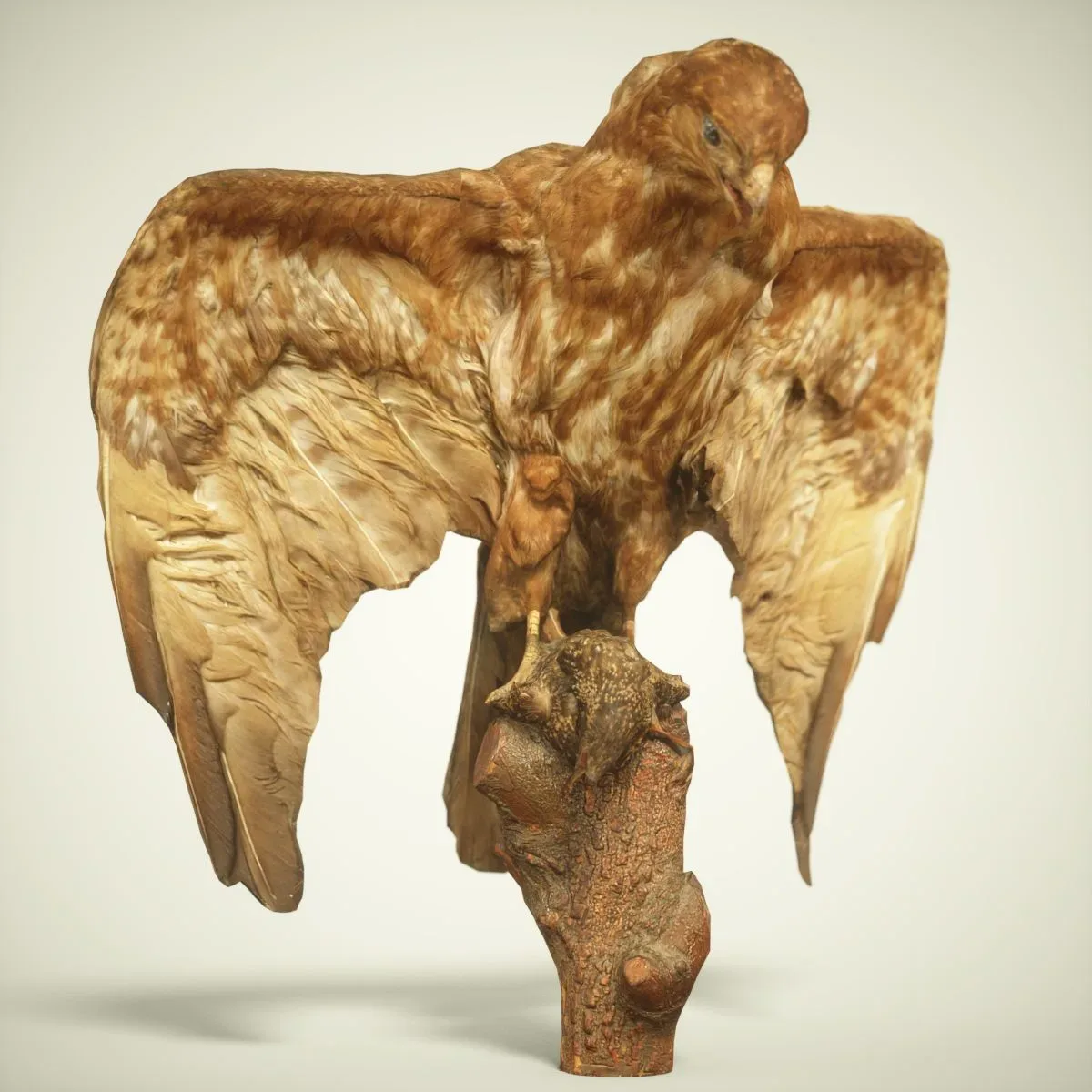 9 Realistic 3D Scanned Birds for Virtual Museums, VR, and Art Projects Collection Volume 2