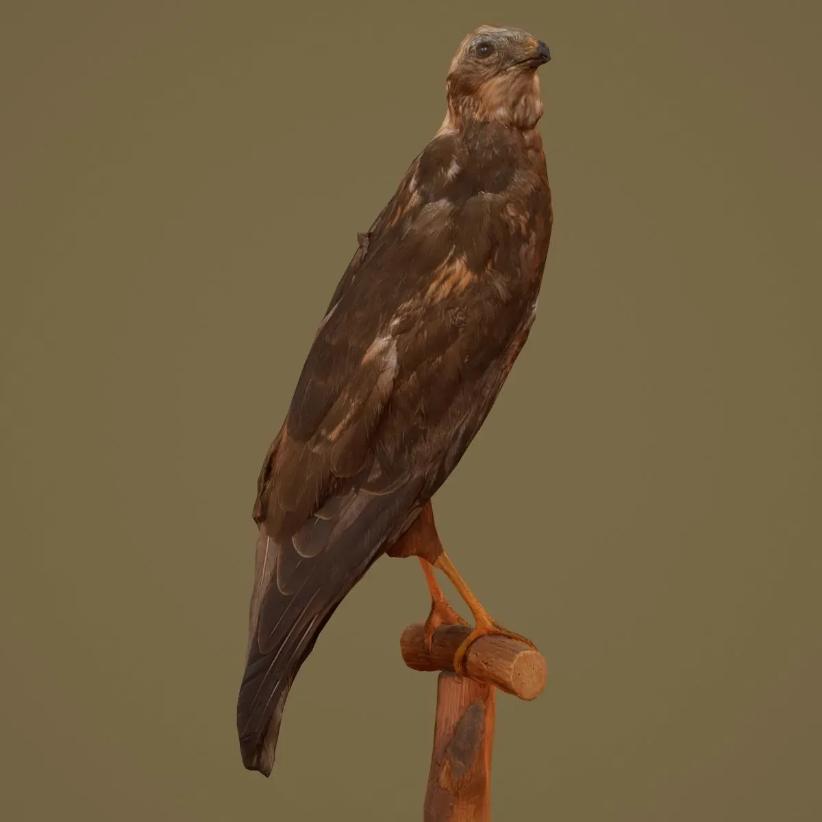 9 Realistic 3D Scanned Birds for Virtual Museums, VR, and Art Projects Collection Volume 2