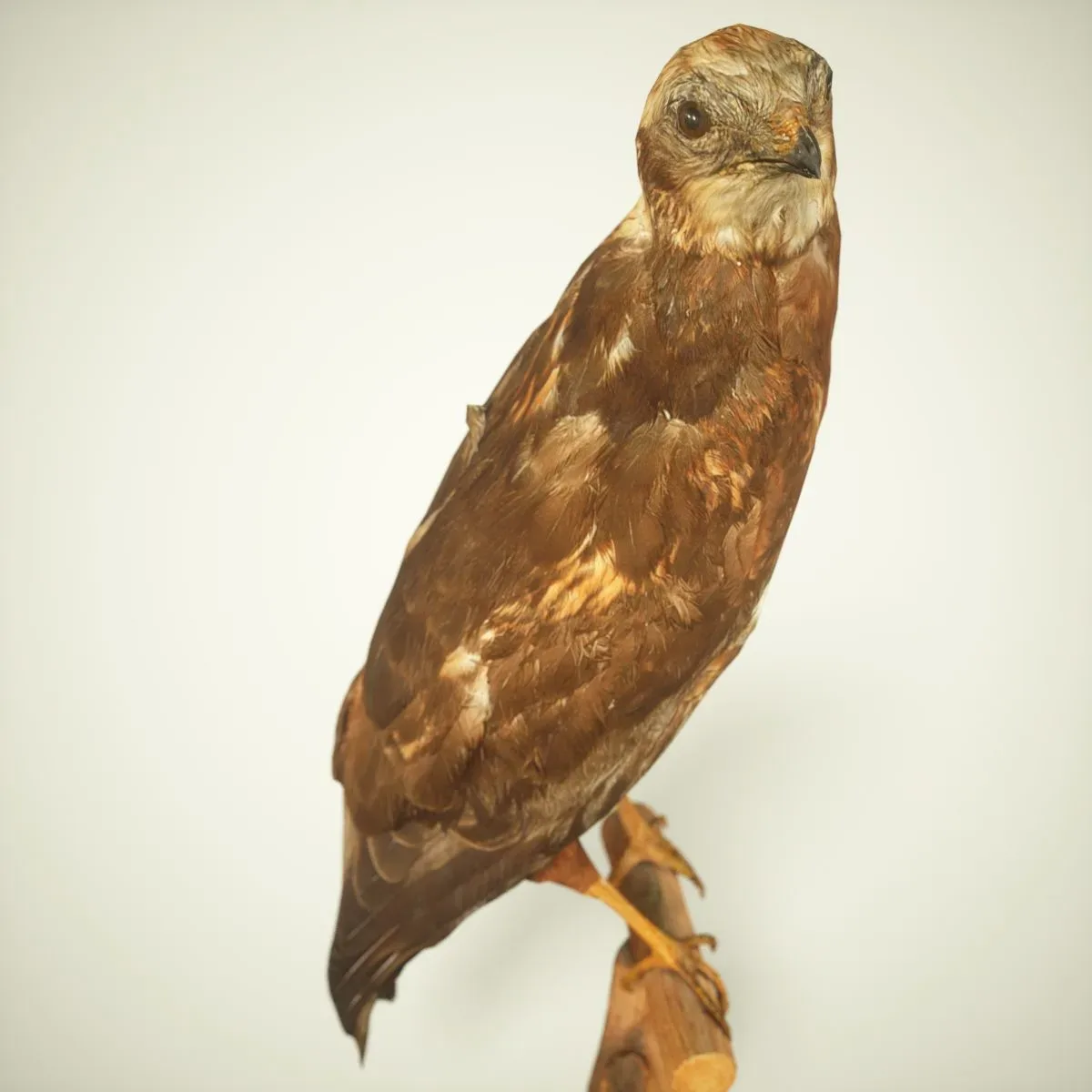 9 Realistic 3D Scanned Birds for Virtual Museums, VR, and Art Projects Collection Volume 2