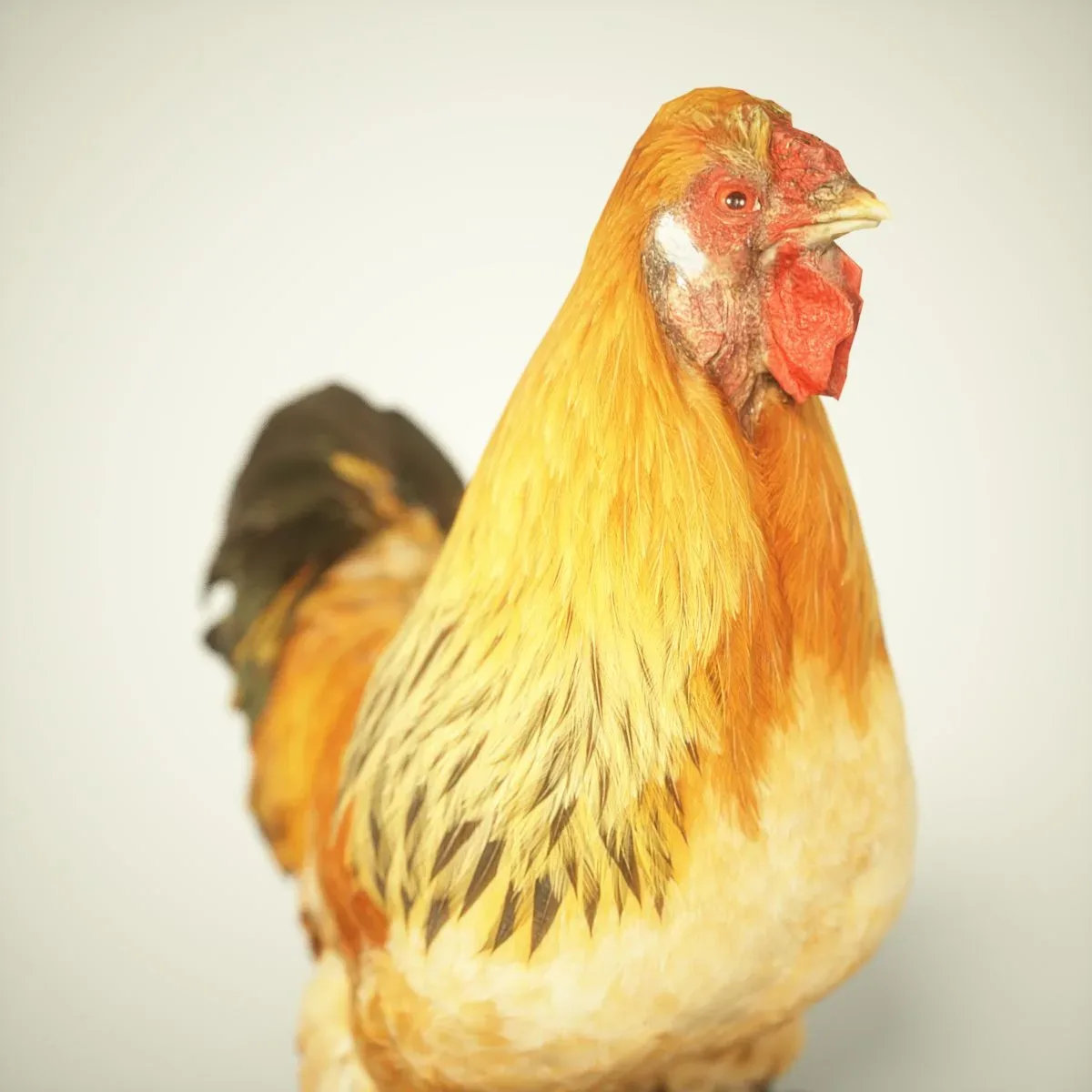 9 Realistic 3D Scanned Birds for Virtual Museums, VR, and Art Projects Collection Volume 2