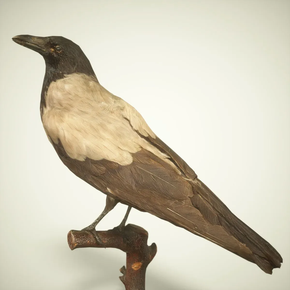 9 Realistic 3D Scanned Birds for Virtual Museums, VR, and Art Projects Collection Volume 2