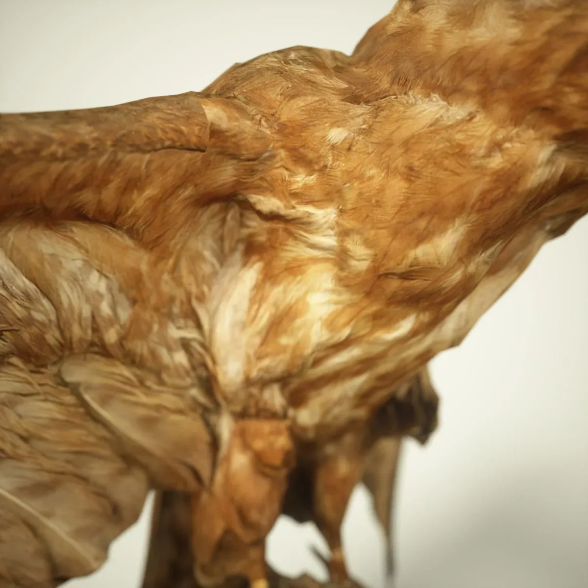 9 Realistic 3D Scanned Birds for Virtual Museums, VR, and Art Projects Collection Volume 2