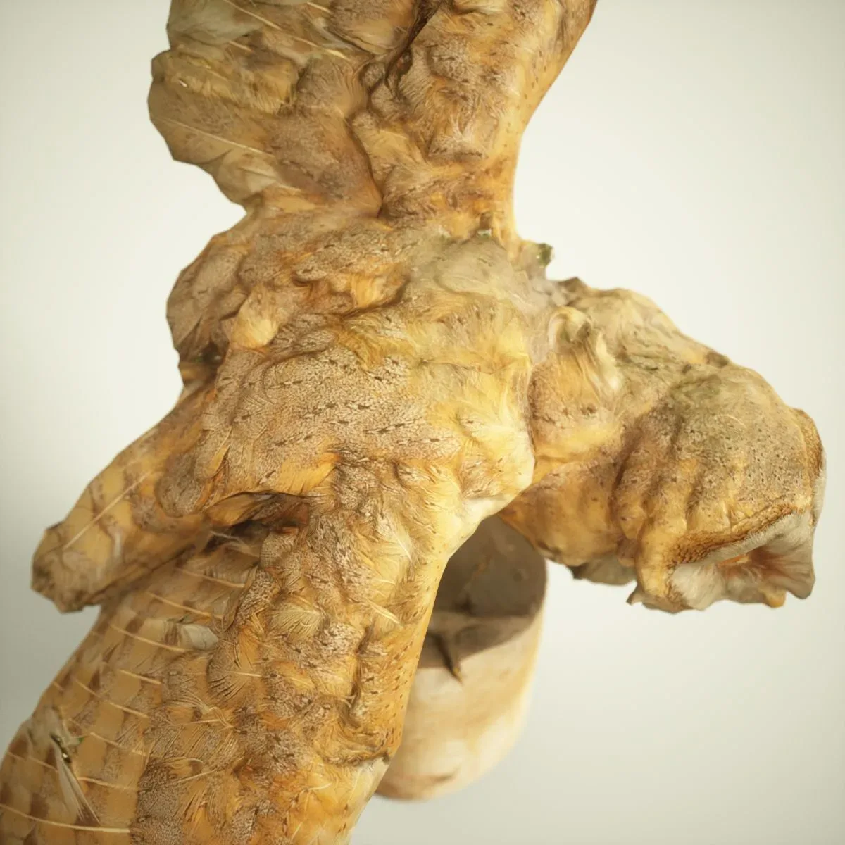 9 Realistic 3D Scanned Birds for Virtual Museums, VR, and Art Projects Collection Volume 2