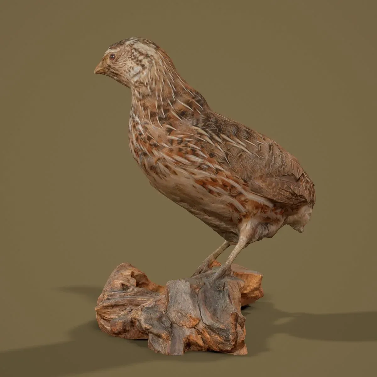 9 Realistic 3D Scanned Birds for Virtual Museums, VR, and Art Projects Collection Volume 2