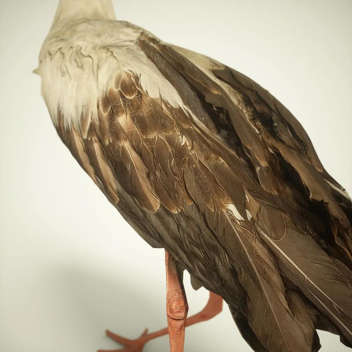 9 Realistic 3D Scanned Birds for Virtual Museums, VR, and Art Projects Collection Volume 2