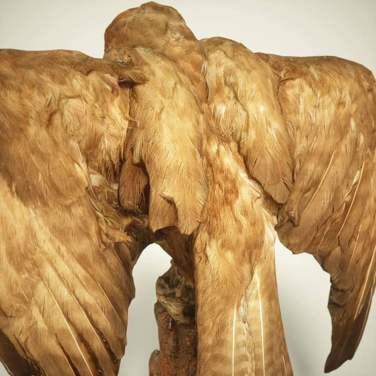 9 Realistic 3D Scanned Birds for Virtual Museums, VR, and Art Projects Collection Volume 2