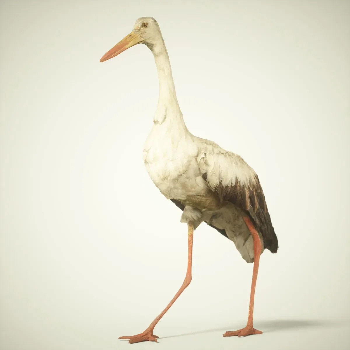 9 Realistic 3D Scanned Birds for Virtual Museums, VR, and Art Projects Collection Volume 2