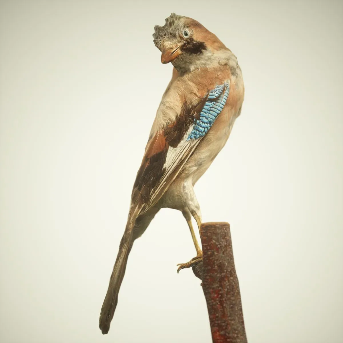 9 Realistic 3D Scanned Birds for Virtual Museums, VR, and Art Projects Collection Volume 2