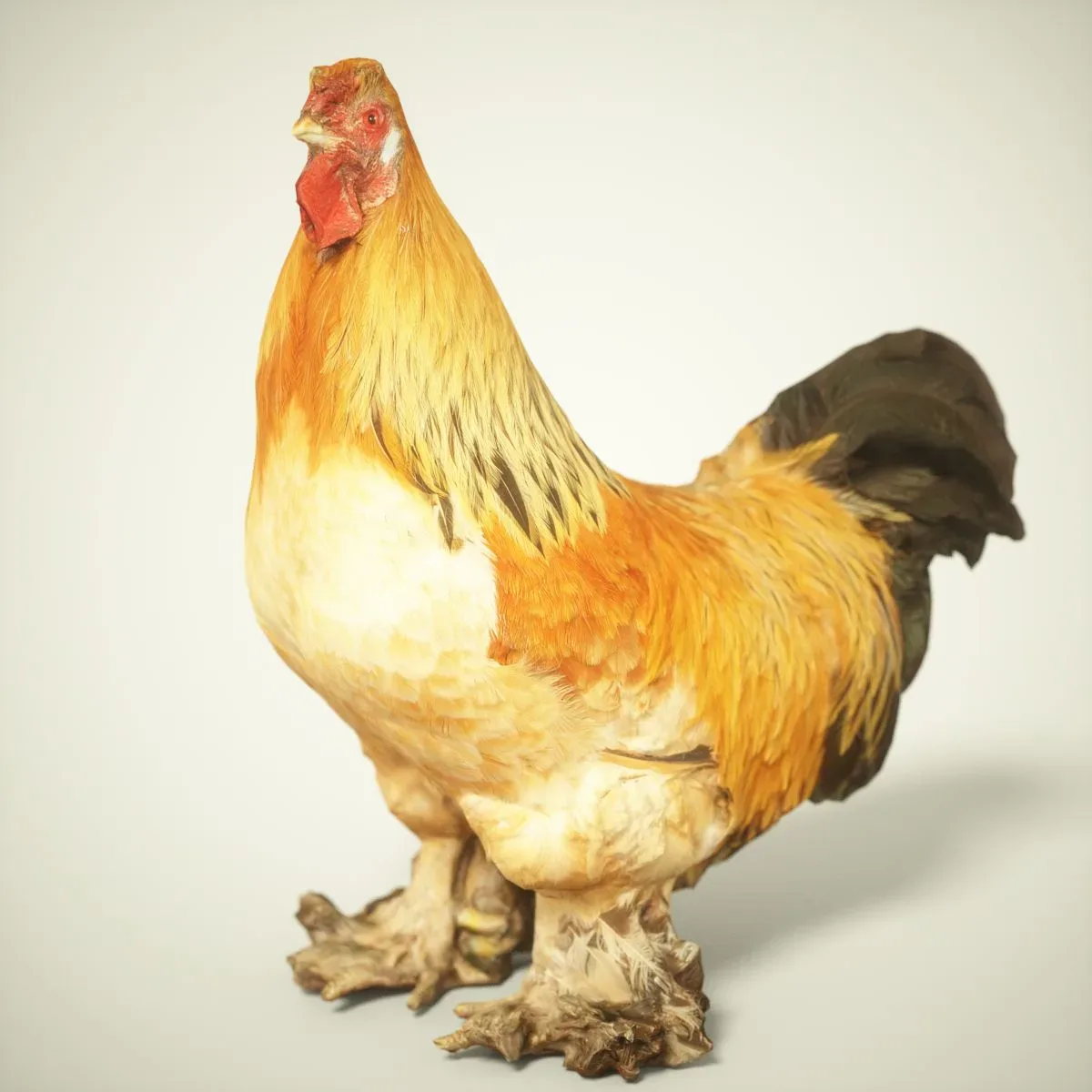 9 Realistic 3D Scanned Birds for Virtual Museums, VR, and Art Projects Collection Volume 2