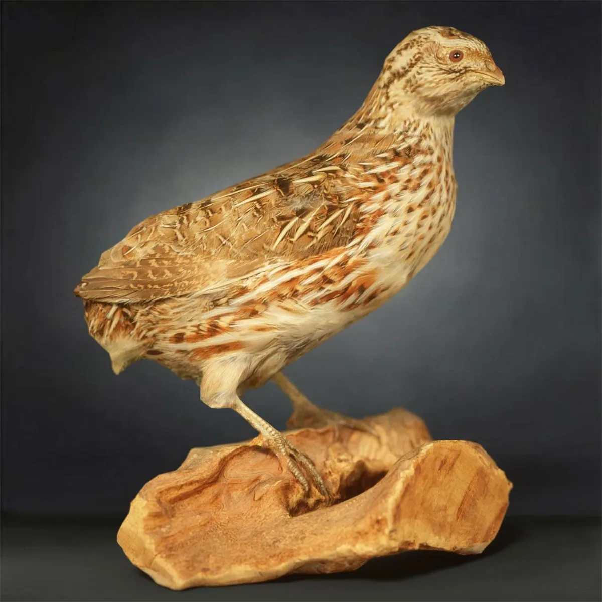 9 Realistic 3D Scanned Birds for Virtual Museums, VR, and Art Projects Collection Volume 2