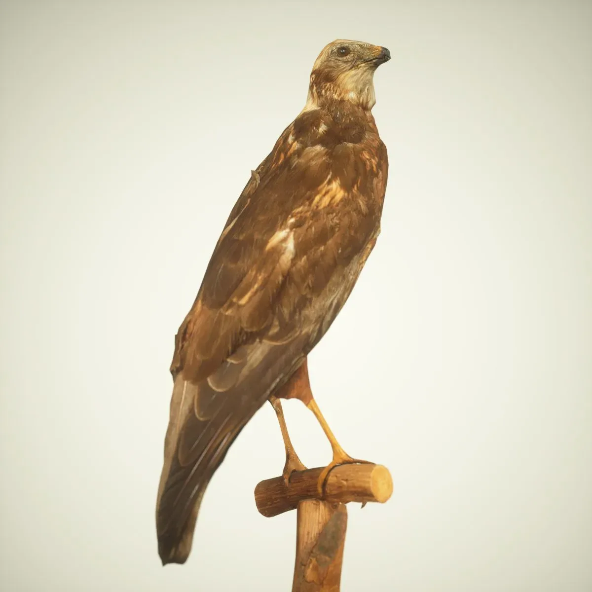 9 Realistic 3D Scanned Birds for Virtual Museums, VR, and Art Projects Collection Volume 2