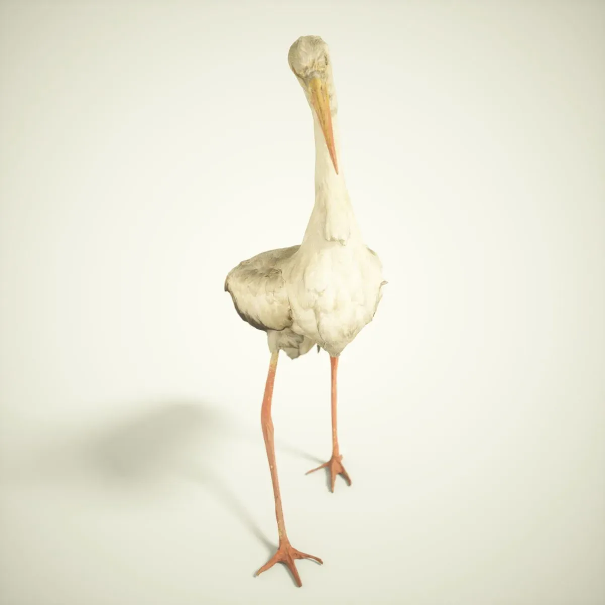 9 Realistic 3D Scanned Birds for Virtual Museums, VR, and Art Projects Collection Volume 2
