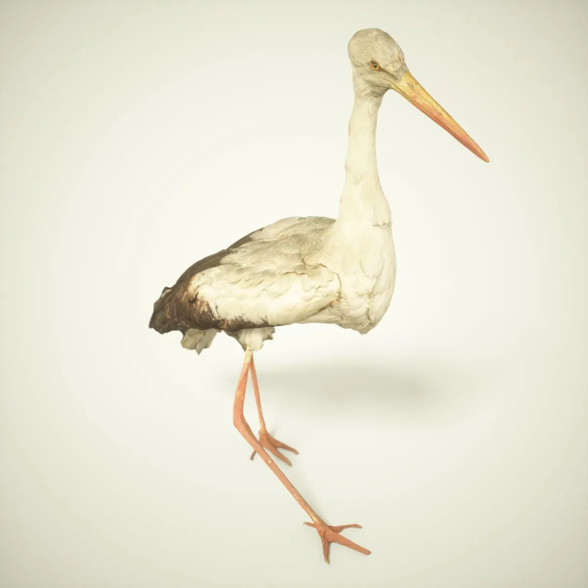 9 Realistic 3D Scanned Birds for Virtual Museums, VR, and Art Projects Collection Volume 2