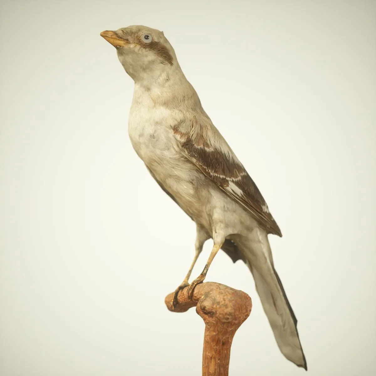 9 Realistic 3D Scanned Birds for Virtual Museums, VR, and Art Projects Collection Volume 2