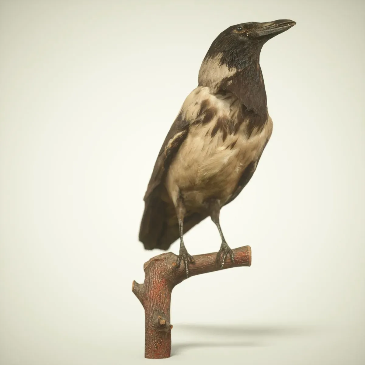 9 Realistic 3D Scanned Birds for Virtual Museums, VR, and Art Projects Collection Volume 2