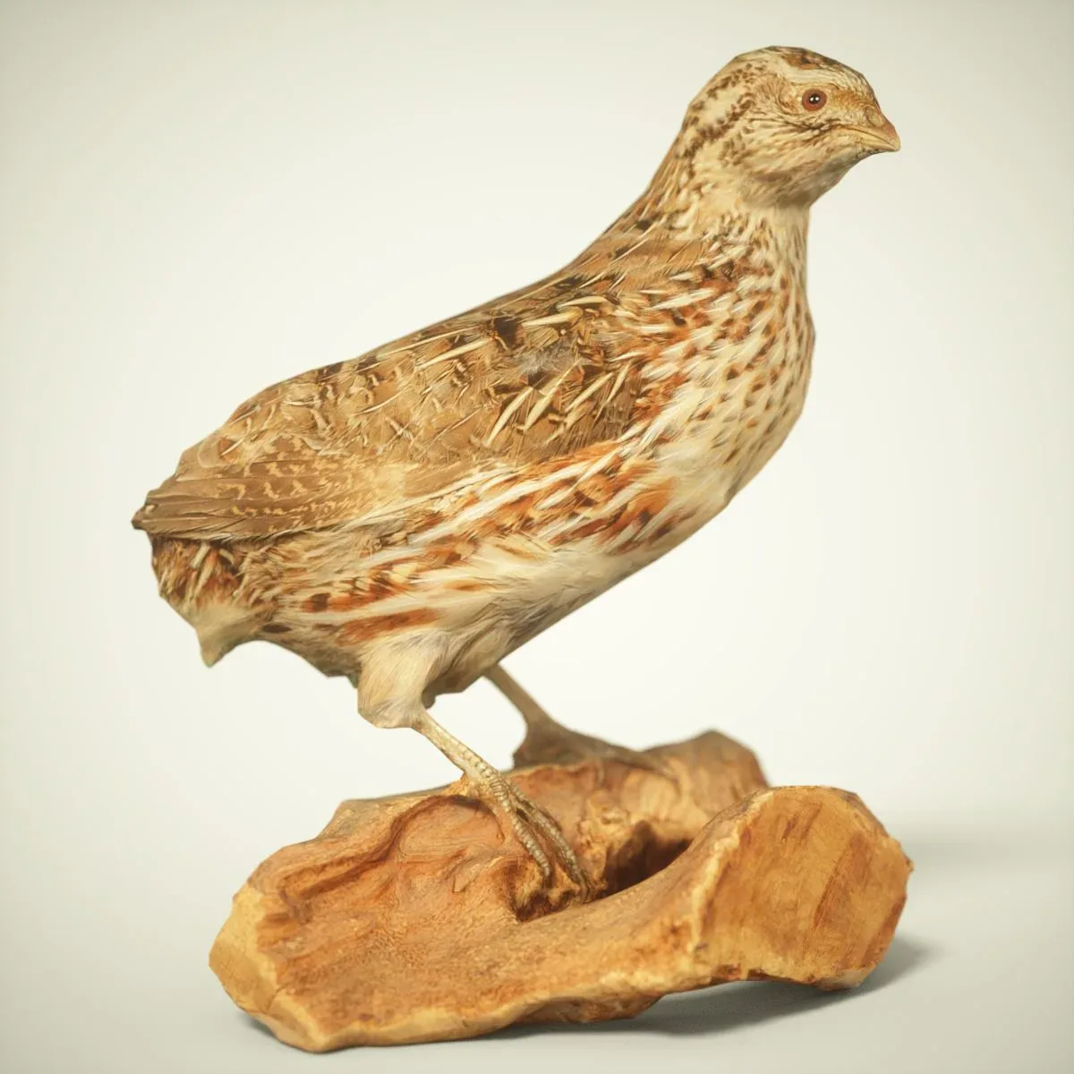 9 Realistic 3D Scanned Birds for Virtual Museums, VR, and Art Projects Collection Volume 2