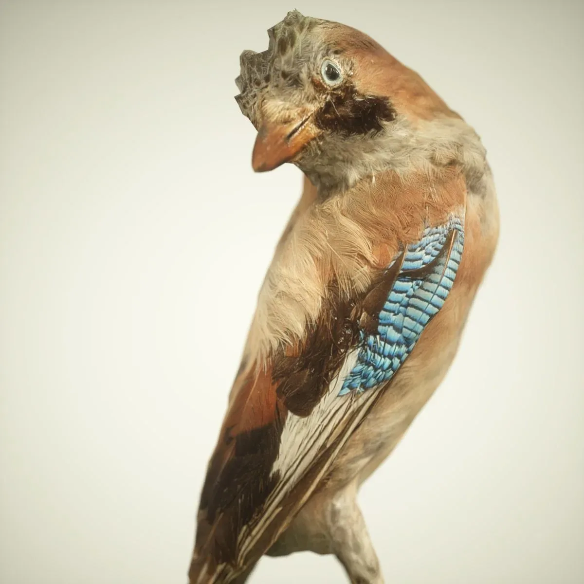 9 Realistic 3D Scanned Birds for Virtual Museums, VR, and Art Projects Collection Volume 2