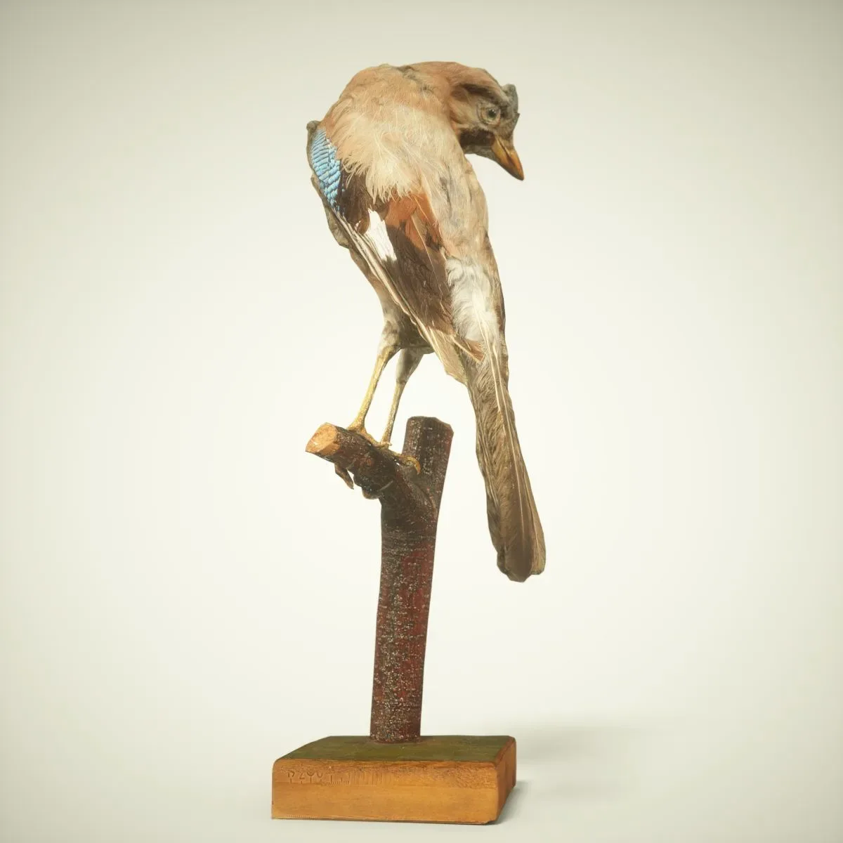 9 Realistic 3D Scanned Birds for Virtual Museums, VR, and Art Projects Collection Volume 2