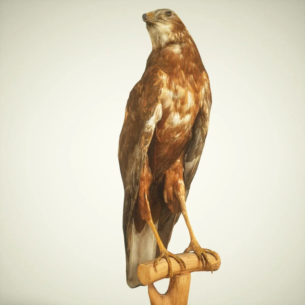 9 Realistic 3D Scanned Birds for Virtual Museums, VR, and Art Projects Collection Volume 2
