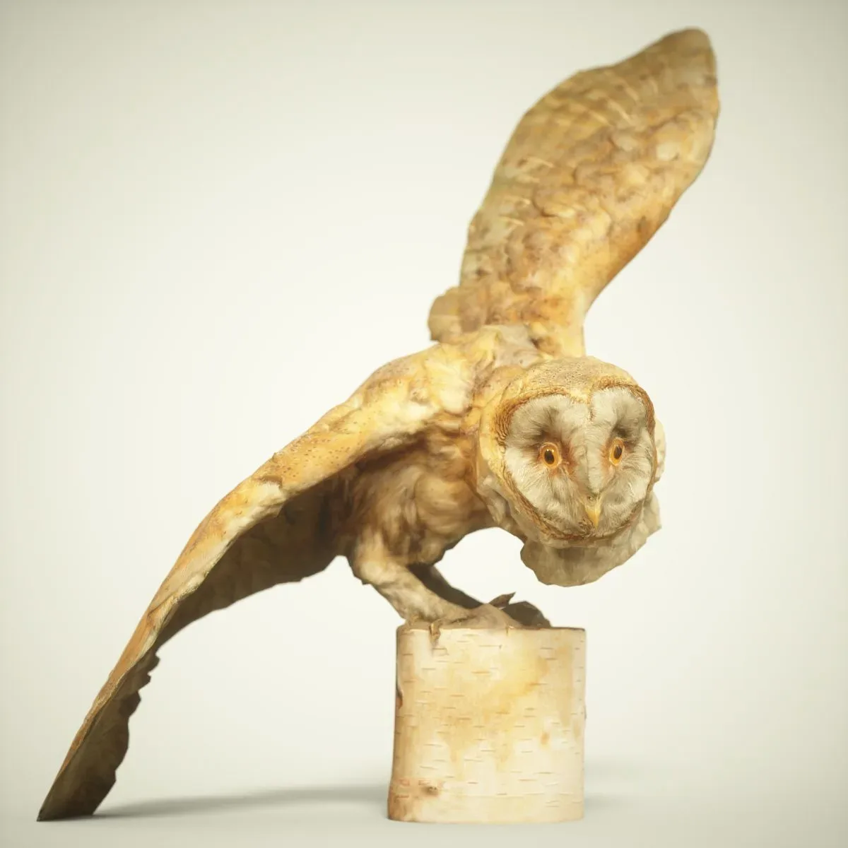 9 Realistic 3D Scanned Birds for Virtual Museums, VR, and Art Projects Collection Volume 2